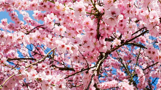 【事故防止】綺麗な桜が脇見運転を誘うので注意が必要です！